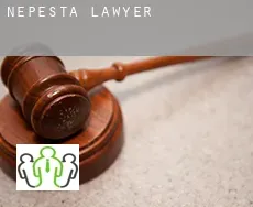 Nepesta  lawyer