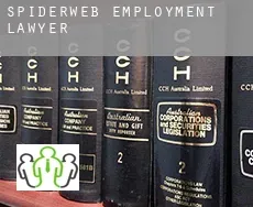 Spiderweb  employment lawyer