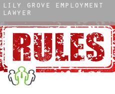Lily Grove  employment lawyer